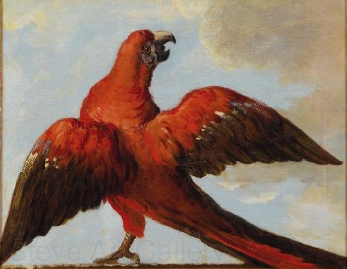 Jean Baptiste Oudry Parrot with Open Wings Germany oil painting art